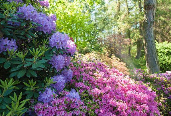 Rhododendron