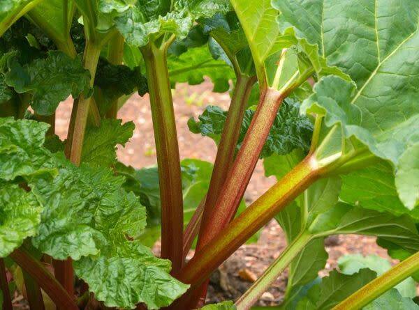 Maladies de la rhubarbe