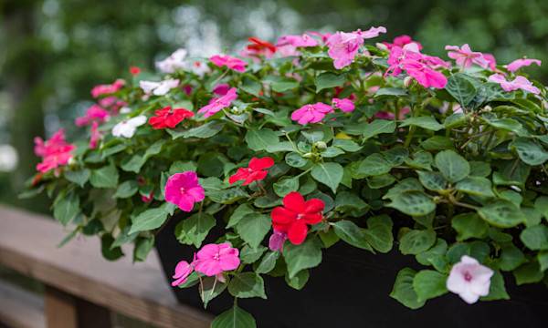 L’entretien des impatiens - © eurobanks - stock.adobe.com