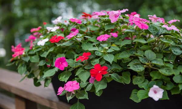 L’entretien des impatiens - © eurobanks - stock.adobe.com