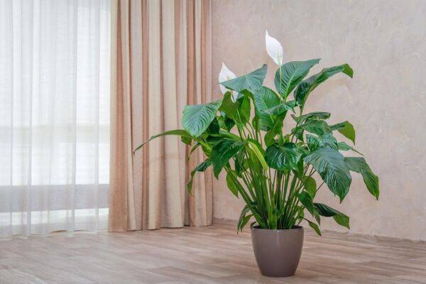 Bien installer le spathiphyllum dans la maison
