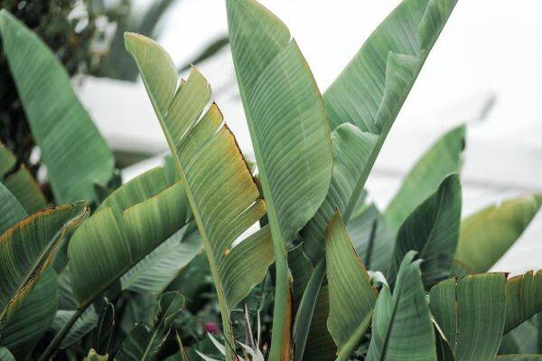 Comment faire fleurir l'oiseau de paradis ?