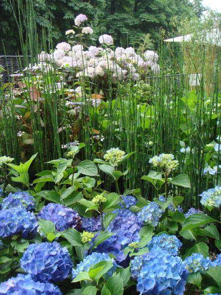 La diversité des Hortensias