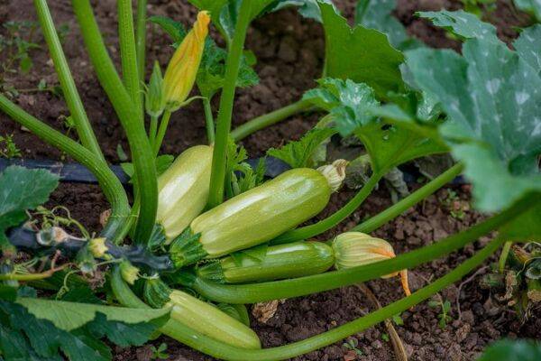 Les 7 meilleures variétés de courgette