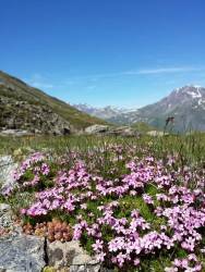Les fleurs alpines sont des fleurs de montagne