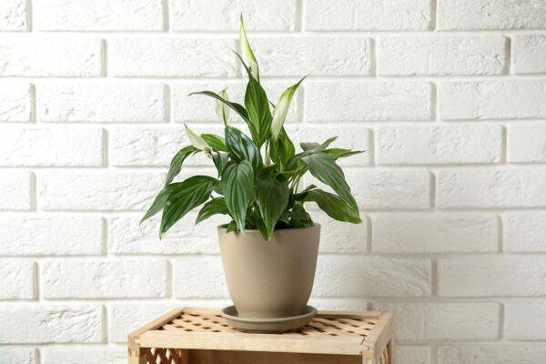 Arrosage du spathiphyllum