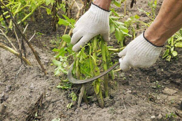 Quand couper les feuilles de pommes de terre ?