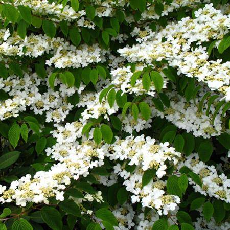 Planter la viorne