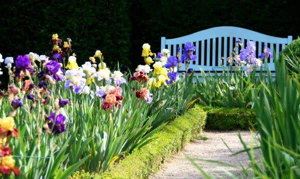 Maladie des iris