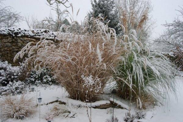 graminées sous la neige et le givre