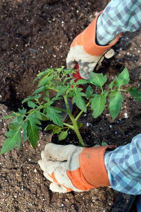 Plantes potagères : tomate, salade, oignon, pomme de terre, fraisier...