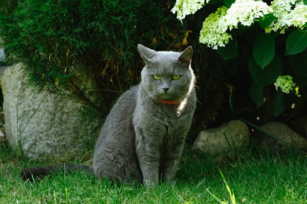 Chartreux : origine, caractère, alimentation