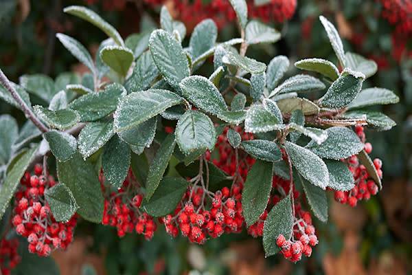 Cotonéaster laiteux