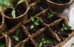 Semis et graines pour plantes aromatiques