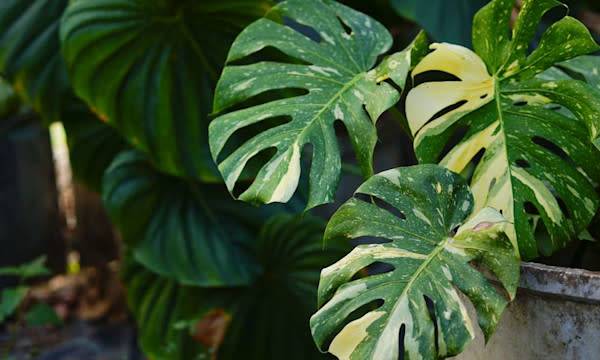 Plantes rares à collectionner : Monstera Thaï Constellation