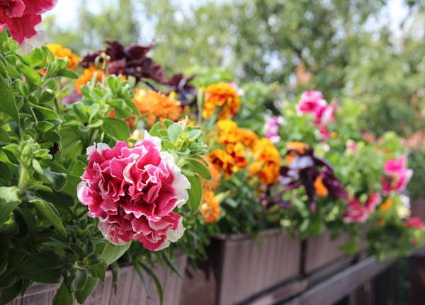 Arrosage des plantes en pots pendant les vacances - © c3media - stock.adobe.com