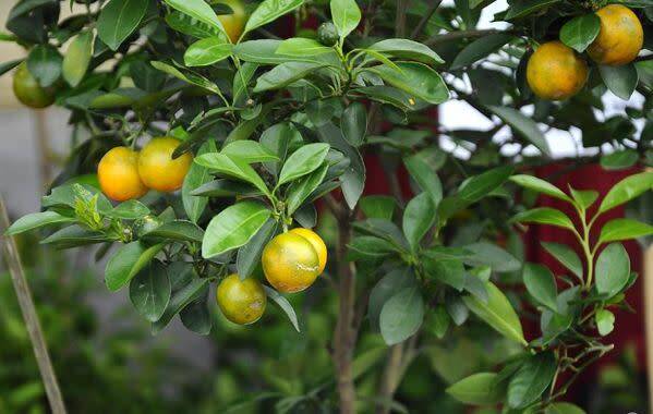 Calamondin