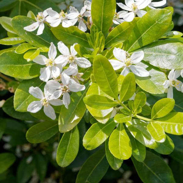 Choisya doré en fleurs