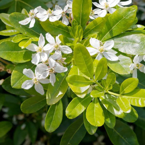 Choisya doré en fleurs