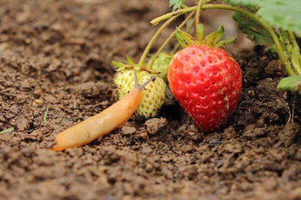 Des insectes et autres limaces dans les fraises, que faire ?