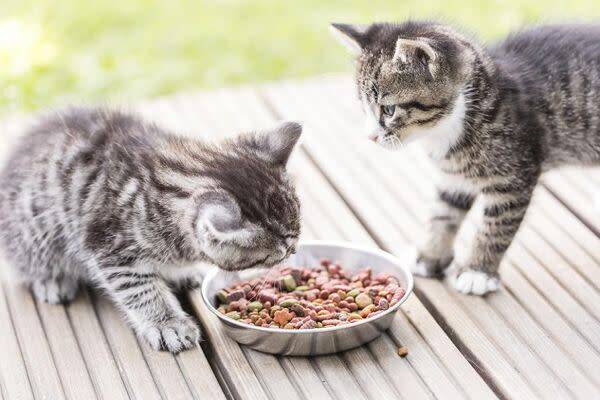Que donner à manger à mon chaton ?