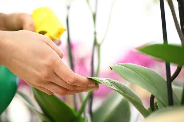 Choisir les produits pour prendre soin de ses orchidées