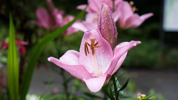Amaryllis belladonna