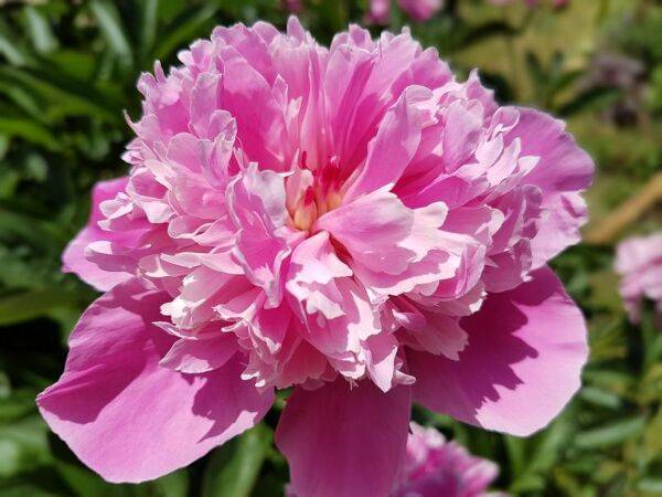 Pivoine