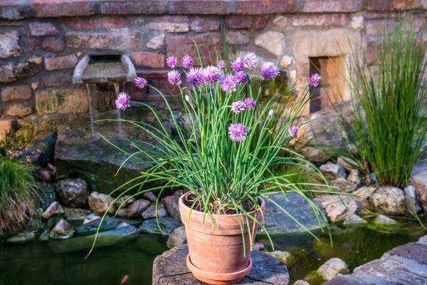 Facile à vivre, la ciboulette se cultive à l'extérieur comme à l'intérieur - © JiriD - stock.adobe.com