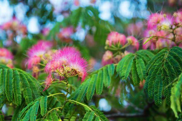 Maladies de l'albizia