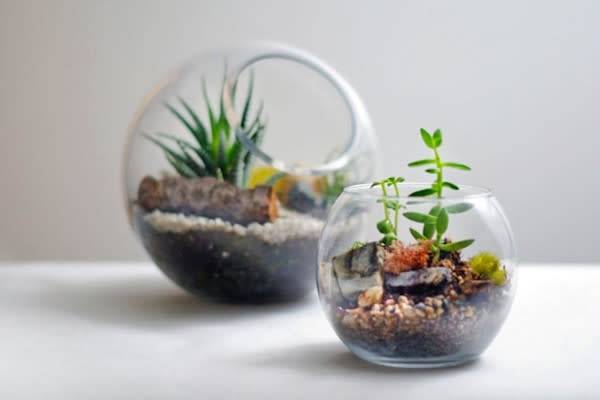 terrarium