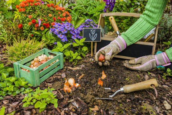 Planter les bulbes de printemps : crocus, perce-neige, tulipe...
