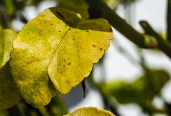 Les feuilles de mon citronnier jaunissent