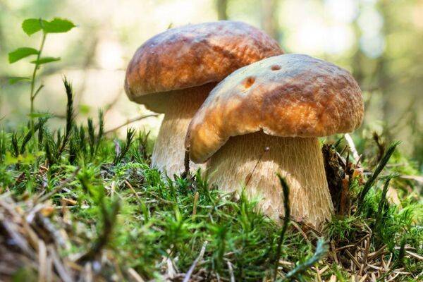 Comment reconnaître les champignons comestibles ?