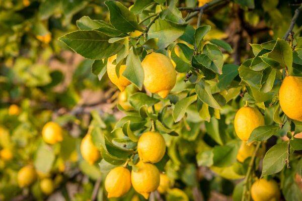Mon citronnier perd ses feuilles