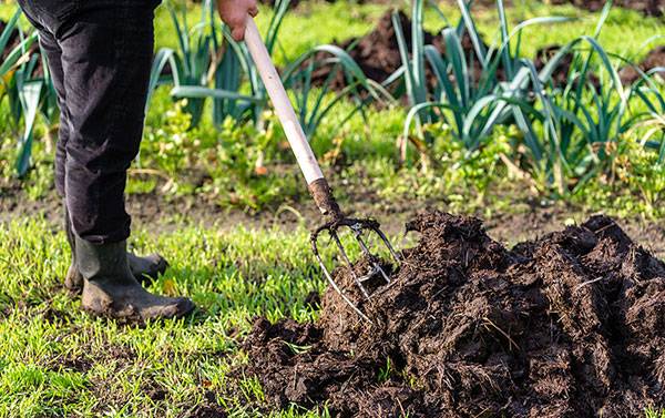 Cultiver un potager en sol alcalin