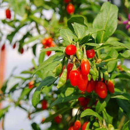 Goji : les 15 bienfaits de la baie du bonheur