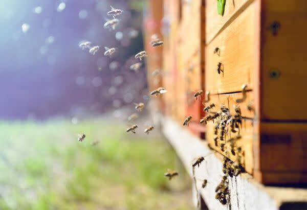 Abeille