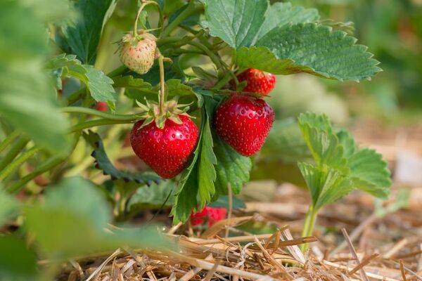 Planter les fraisiers