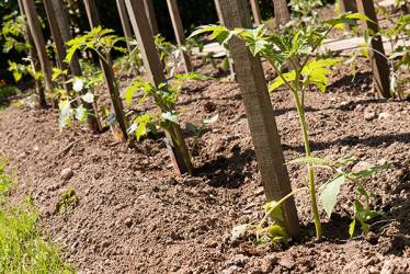 Le tuteur est souvent planté près des tomates 