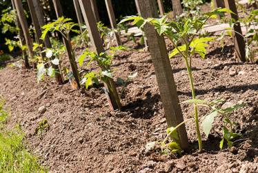 Le tuteur est souvent planté près des tomates