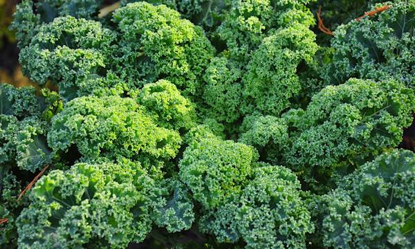 Chou frisé : variétés, plantation, entretien