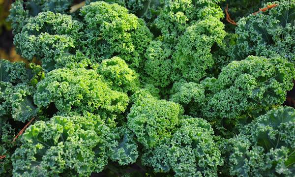 Chou frisé : variétés, plantation, entretien