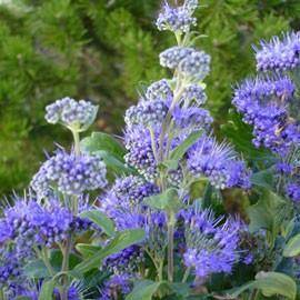 Caryopteris x clandonensis 'Grand Bleu'