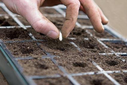 Que faire dans la serre en mars ?