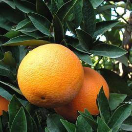 Citrus Sinensis 'Navel'