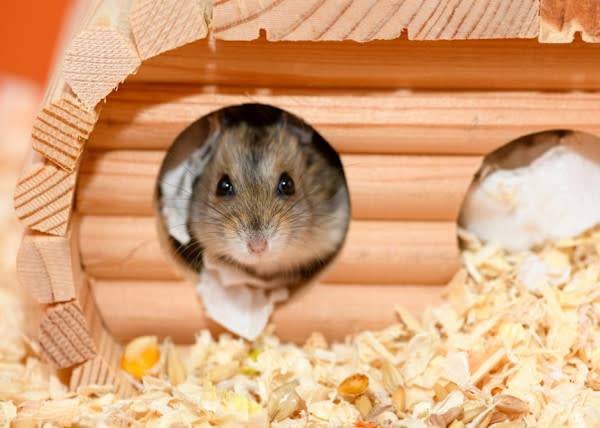 # Quelle litière va préférer votre petit hamster ? © Ирина Орлова - stock.adobe.com