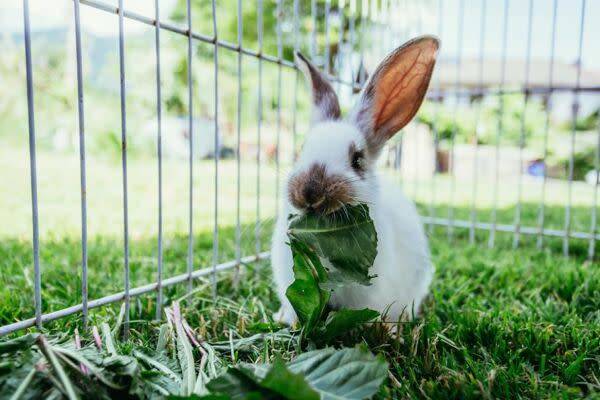 S'équiper pour bien vivre avec son lapin de compagnie