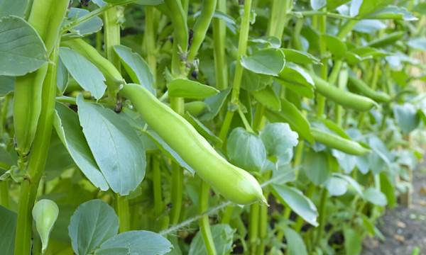 Les légumes grimpants - © Paul Maguire - stock.adobe.com