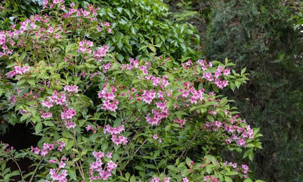Entretien du weigelia - © SergioDenisenko - stock.adobe.com